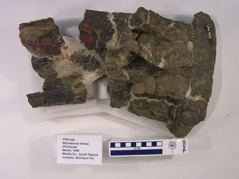 Dokumentasi YPM VP 000429 dengan identifikasi pada sumber Barosaurus lentus. Isi dan label gambar dipertahankan.