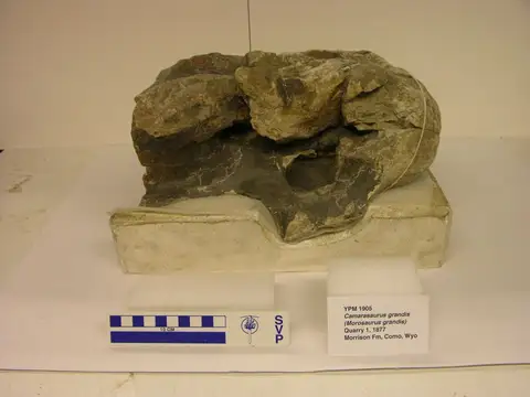 Dokumentasi YPM VP 001905 dengan identifikasi pada sumber Camarasaurus supremus. Isi dan label gambar dipertahankan.