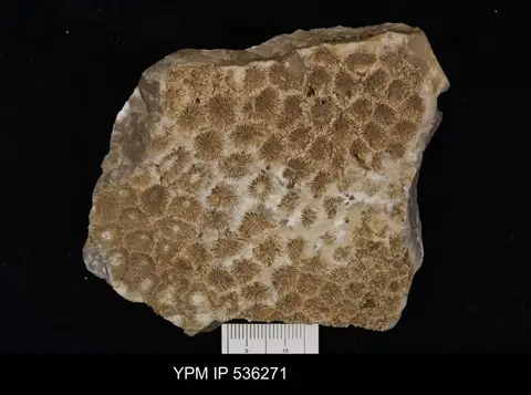 Dokumentasi YPM IP 536271 dengan identifikasi pada sumber Isastrea helianthoides. Isi dan label gambar dipertahankan.
