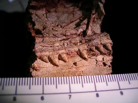 Dokumentasi USNM PAL529378 dengan identifikasi pada sumber Coelophysis bauri. Isi dan label gambar dipertahankan.