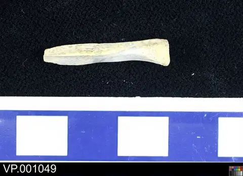 Dokumentasi YPM VP 001049 dengan identifikasi pada sumber Ornithomimus minutus. Isi dan label gambar dipertahankan.
