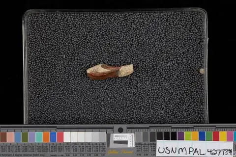 Dokumentasi USNM PAL427784 dengan identifikasi pada sumber Edmontosaurus annectens. Isi dan label gambar dipertahankan.