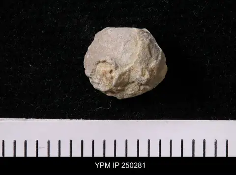 Dokumentasi YPM IP 250281 dengan identifikasi pada sumber Girtyocoelia beedei. Isi dan label gambar dipertahankan.