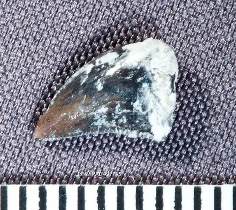Dokumentasi USNM PAL497715 dengan identifikasi pada sumber Deinonychus antirrhopus. Isi dan label gambar dipertahankan.