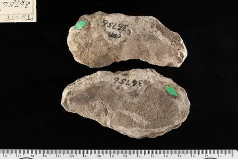 Dokumentasi USNM P36756 dengan identifikasi pada sumber Artocarpus lessigiana. Isi dan label gambar dipertahankan.