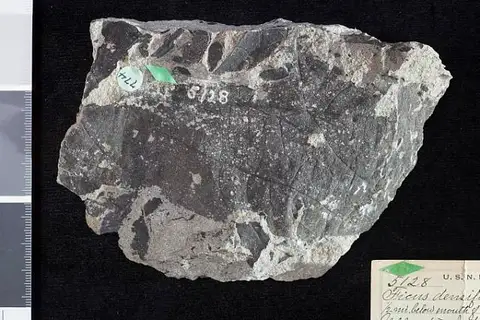 Dokumentasi USNM P5128 dengan identifikasi pada sumber Ficus densifolia. Isi dan label gambar dipertahankan.