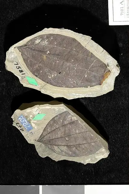 Dokumentasi USNM P7581 dengan identifikasi pada sumber Cinnamomum dilleri. Isi dan label gambar dipertahankan.