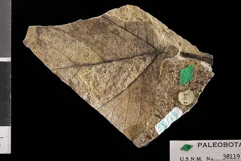 Dokumentasi USNM P38119 dengan identifikasi pada sumber Platanus appendiculata. Isi dan label gambar dipertahankan.