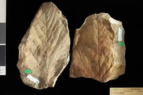 Dokumentasi USNM P37806A dengan identifikasi pada sumber Platanus coloradensis. Isi dan label gambar dipertahankan.