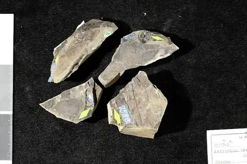 Dokumentasi USNM P7588A dengan identifikasi pada sumber Rhus mixta. Isi dan label gambar dipertahankan.