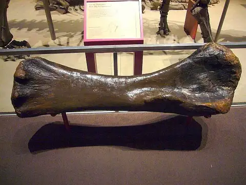 Dokumentasi USNM V21903 dengan identifikasi pada sumber Brachiosaurus altithorax. Isi dan label gambar dipertahankan.