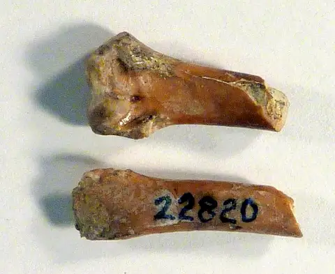 Dokumentasi USNM V22820 dengan identifikasi pada sumber Ichthyornis antecessor. Isi dan label gambar dipertahankan.