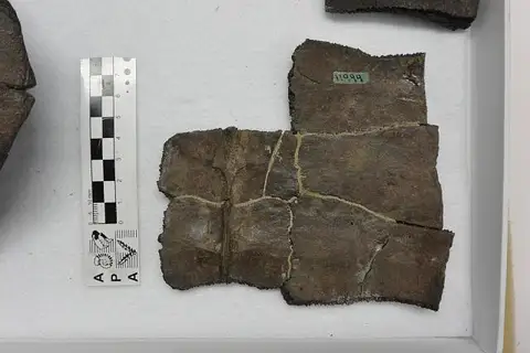 Dokumentasi USNM V11999 dengan identifikasi pada sumber Gopherus polyphemus. Isi dan label gambar dipertahankan.