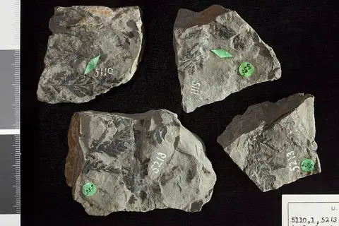 Dokumentasi USNM P5110 dengan identifikasi pada sumber Asplenium haguei. Isi dan label gambar dipertahankan.
