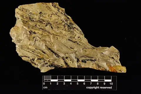 Dokumentasi YPM PB 035400 dengan identifikasi pada sumber Zosterophyllum divaricatum. Isi dan label gambar dipertahankan.