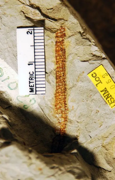 Dokumentasi YPM PB 028282 dengan identifikasi pada sumber Isoetites horridus. Isi dan label gambar dipertahankan.