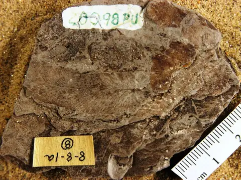 Dokumentasi YPM PB 028274 dengan identifikasi pada sumber Osmunda macrophylla. Isi dan label gambar dipertahankan.