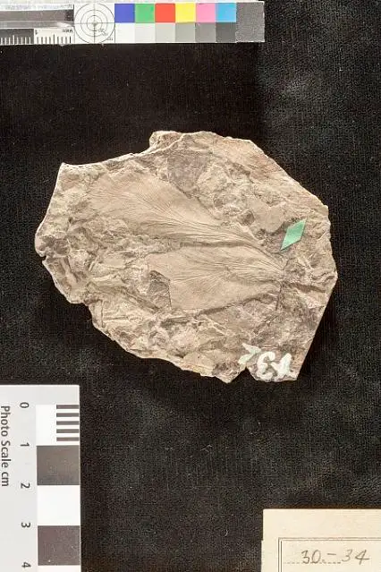 Dokumentasi USNM P32 dengan identifikasi pada sumber Lygodium neuropteroides. Isi dan label gambar dipertahankan.