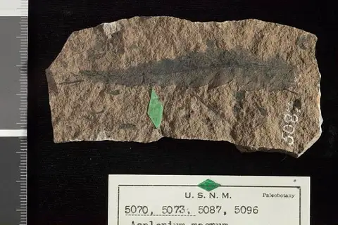 Dokumentasi USNM P5087 dengan identifikasi pada sumber Asplenium magnum. Isi dan label gambar dipertahankan.