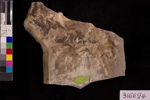 Dokumentasi USNM PAL316694 dengan identifikasi pada sumber Salvinia preauriculata. Isi dan label gambar dipertahankan.