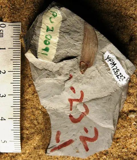 Dokumentasi YPM PB 028233 dengan identifikasi pada sumber Pinus peregrinus. Isi dan label gambar dipertahankan.