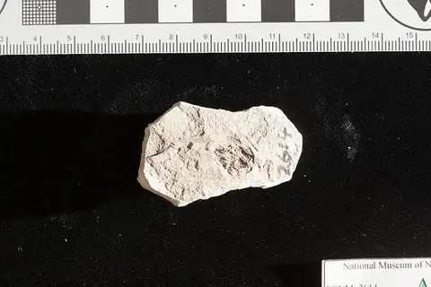 Dokumentasi USNM P2614 dengan identifikasi pada sumber Metasequoia occidentalis. Isi dan label gambar dipertahankan.