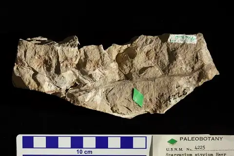 Dokumentasi USNM P4225 dengan identifikasi pada sumber Sparganium stygium. Isi dan label gambar dipertahankan.