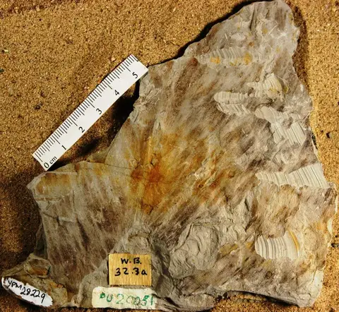 Dokumentasi YPM PB 028229 dengan identifikasi pada sumber Zingiberopsis isonervosa. Isi dan label gambar dipertahankan.