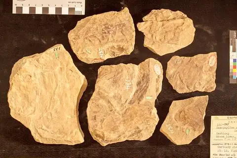 Dokumentasi USNM P133 dengan identifikasi pada sumber Musophyllum complicatum. Isi dan label gambar dipertahankan.