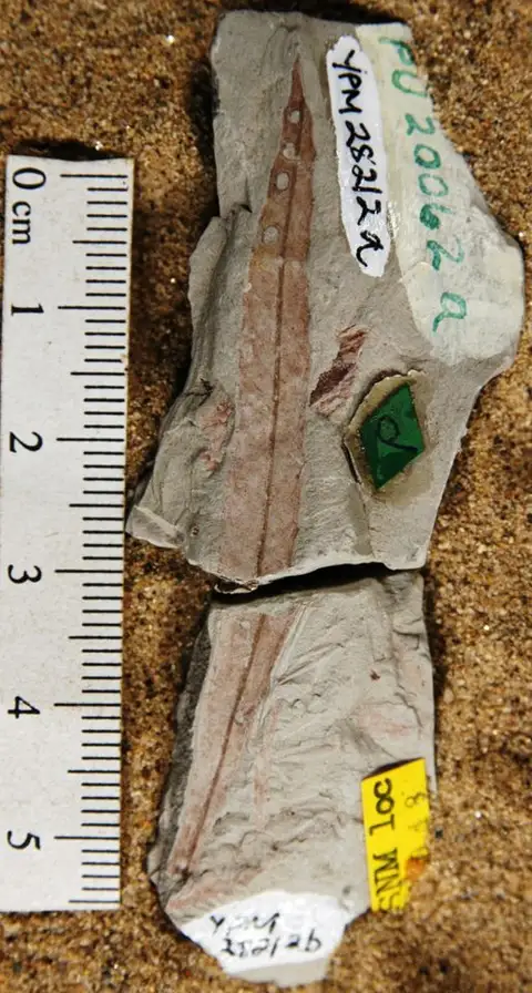 Dokumentasi YPM PB 028212.A dengan identifikasi pada sumber Salix heartensis. Isi dan label gambar dipertahankan.