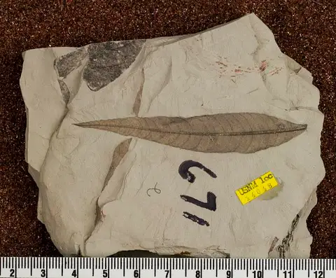 Dokumentasi USNM PAL606437 dengan identifikasi pada sumber Platycarya americana. Isi dan label gambar dipertahankan.