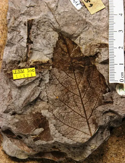 Dokumentasi YPM PB 028240 dengan identifikasi pada sumber Corylus acutertiaria. Isi dan label gambar dipertahankan.