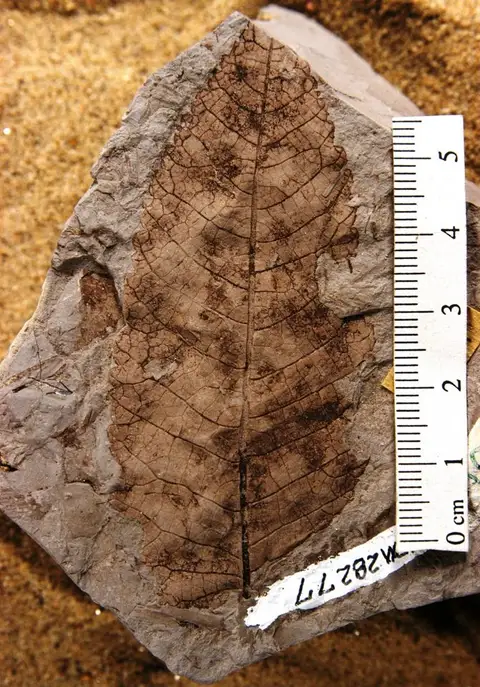 Dokumentasi YPM PB 028277 dengan identifikasi pada sumber Chaetoptelea microphylla. Isi dan label gambar dipertahankan.