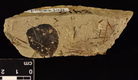Dokumentasi YPM PB 068324 dengan identifikasi pada sumber Cercidiphyllum genetrix. Isi dan label gambar dipertahankan.