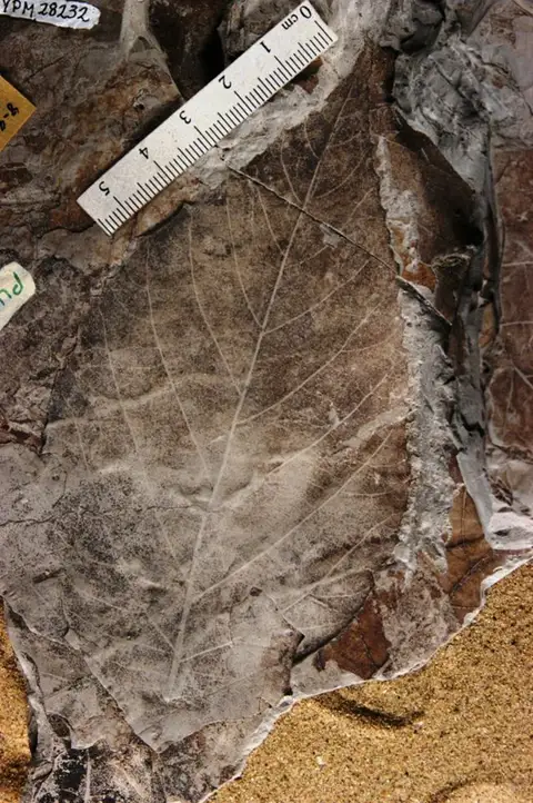 Dokumentasi YPM PB 028232 dengan identifikasi pada sumber Protophyllum semotum. Isi dan label gambar dipertahankan.