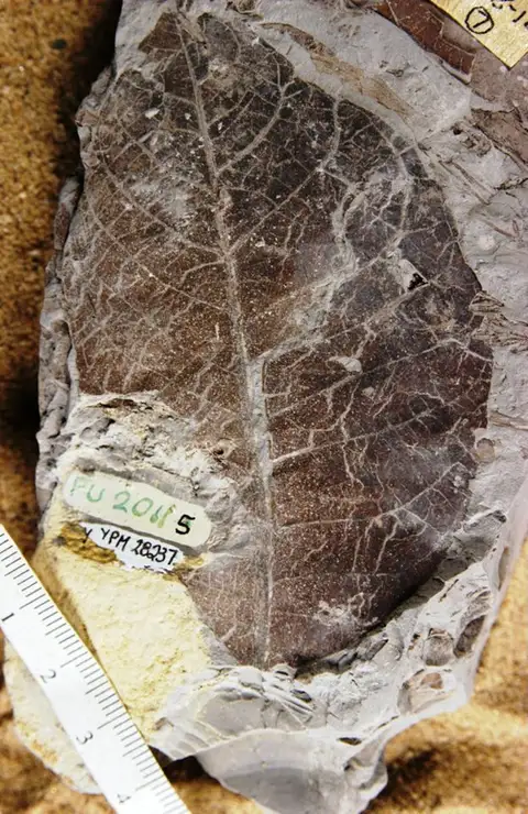 Dokumentasi YPM PB 028237 dengan identifikasi pada sumber Canariophyllum ampla. Isi dan label gambar dipertahankan.