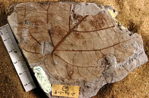 Dokumentasi YPM PB 028269 dengan identifikasi pada sumber Penosphyllum cordatum. Isi dan label gambar dipertahankan.