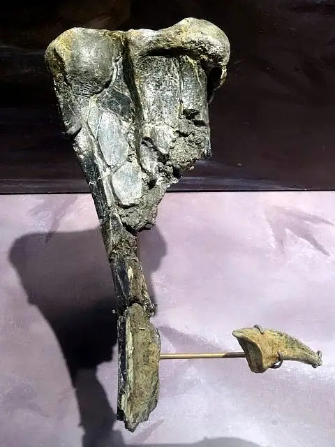 Dokumentasi USNM PAL466054 dengan identifikasi pada sumber Acrocanthosaurus atokensis. Isi dan label gambar dipertahankan.