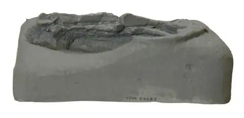 Dokumentasi YPM VP 056682 dengan identifikasi pada sumber Ornitholestes hermanni. Isi dan label gambar dipertahankan.