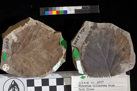 Dokumentasi USNM P4027 dengan identifikasi pada sumber Viburnum tilioides. Isi dan label gambar dipertahankan.