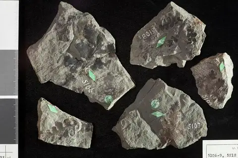 Dokumentasi USNM P5212 dengan identifikasi pada sumber Onoclea minima. Isi dan label gambar dipertahankan.