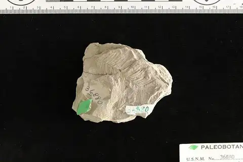 Dokumentasi USNM P36880 dengan identifikasi pada sumber Sequoia langsdorfii. Isi dan label gambar dipertahankan.