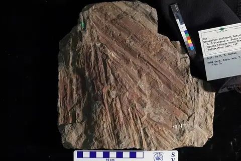 Dokumentasi USNM P104 dengan identifikasi pada sumber Geonomites schimperi. Isi dan label gambar dipertahankan.