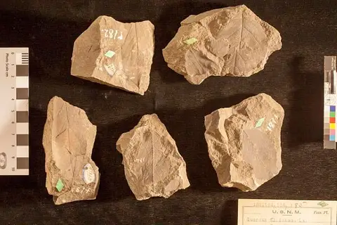 Dokumentasi USNM P184 dengan identifikasi pada sumber Quercus ellisiana. Isi dan label gambar dipertahankan.