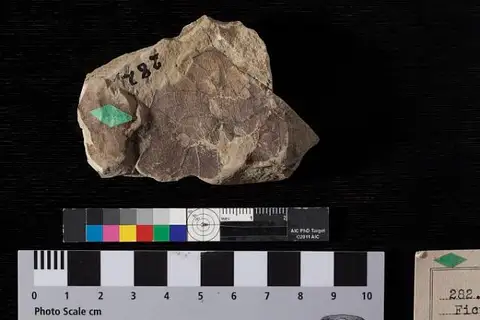 Dokumentasi USNM P282A dengan identifikasi pada sumber Paliurus zizyphoides. Isi dan label gambar dipertahankan.