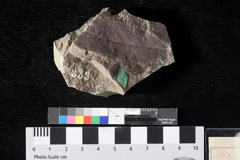 Dokumentasi USNM P335 dengan identifikasi pada sumber Andromeda grayana. Isi dan label gambar dipertahankan.