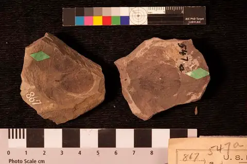 Dokumentasi USNM P547A dengan identifikasi pada sumber Trapa microphylla. Isi dan label gambar dipertahankan.
