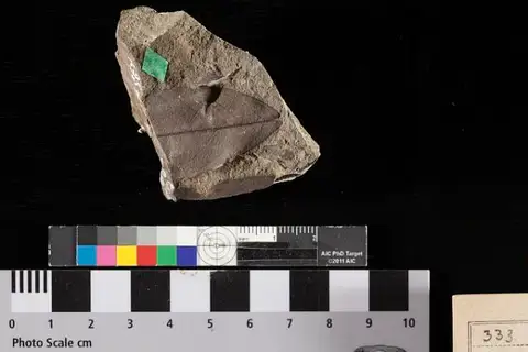 Dokumentasi USNM P333 dengan identifikasi pada sumber Fraxinus denticulata. Isi dan label gambar dipertahankan.