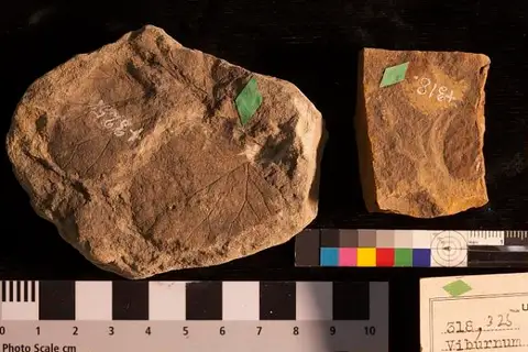 Dokumentasi USNM P318 dengan identifikasi pada sumber Viburnum rotundifolium. Isi dan label gambar dipertahankan.