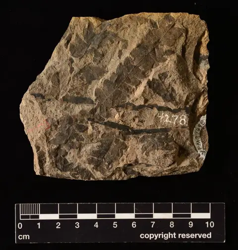 Dokumentasi YPM PB 037498 dengan identifikasi pada sumber Asplenium iddingsi. Isi dan label gambar dipertahankan.